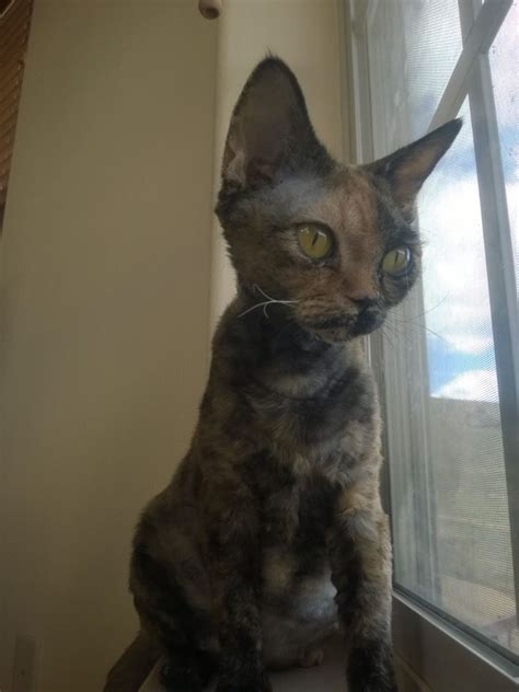 Devon Rex Cats Kitty For Sale Puppies For Sale Dogs For