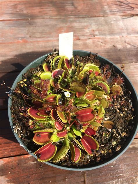 Small trigger hairs within a flytrap need to be touched twice within a span of 20 seconds for the trap to snap closed. Venus Flytrap 'Typical' | Carnivorous plants, Venus fly ...