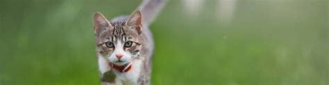 When Can Kittens Go Outside Pets At Home