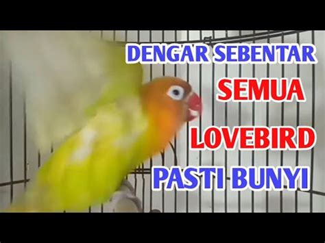 Masteran Suara Burung Lovebird Ini Mampu Membuat Lovebirds Anda Jadi