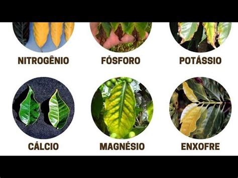 Como Identificar A Falta De Nutriente Da Sua Planta Atrav S Da Folha