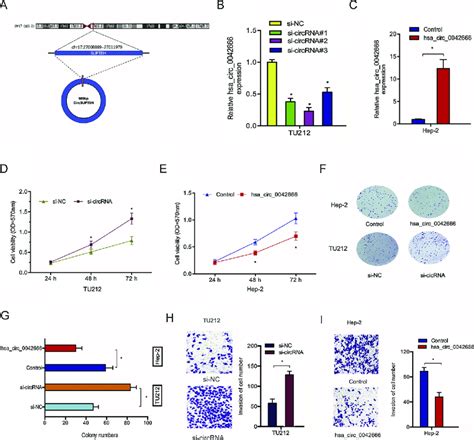 Knockdown Of Hsa Circ Promotes Lscc Cells Progression A The