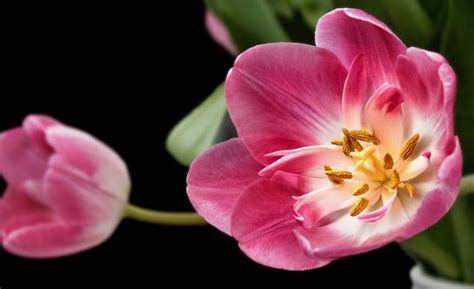 10 Most Beautiful Flowers In The World Youll Ever See Justwebworld