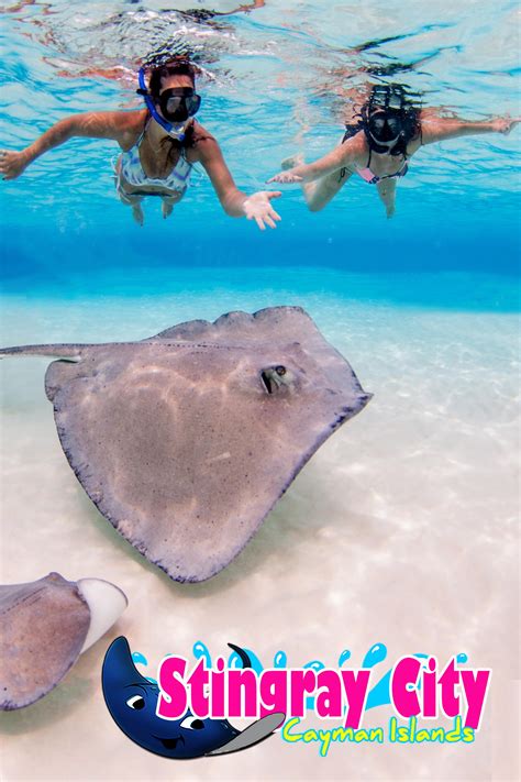 The stingray has a very interesting shape to it. STINGRAY CITY CAYMAN ISLANDS OFFERING ONE FREE TICKET WITH ...