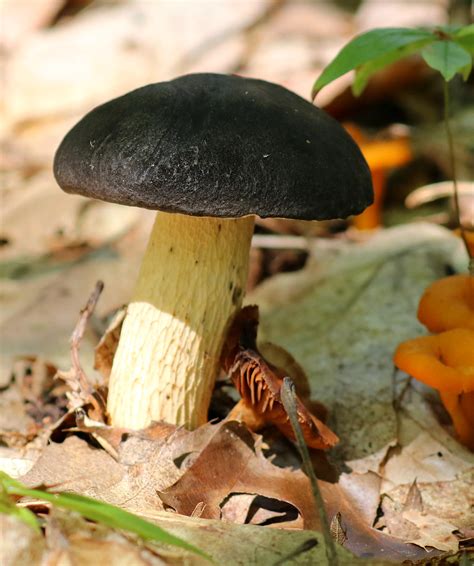 All Sizes Black Cap Mushroom Flickr Photo Sharing