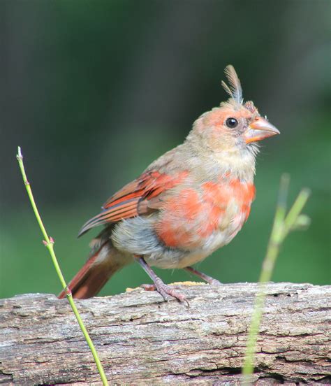 Juvenile Cardinal Indiana Ivy Nature Photographer Flickr