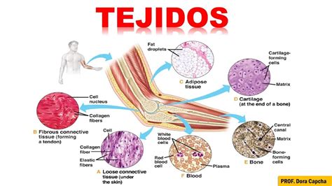 Los Tejidos Animales Y Sus Funciones Tu GuÍa De Aprendizaje