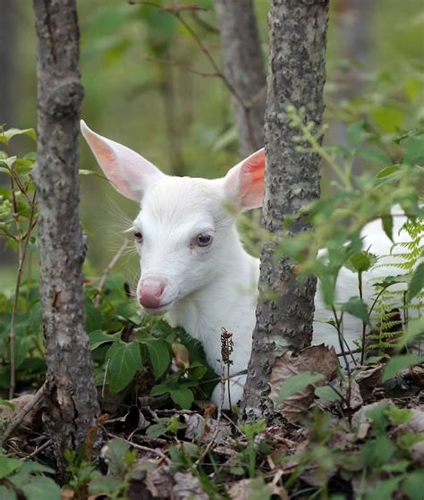 The 25 Best Albino Deer Ideas On Pinterest Unique Animals White
