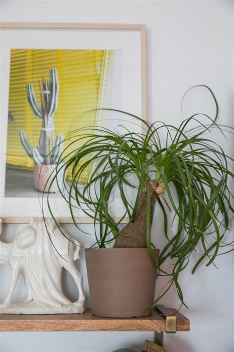 10 Low Light House Plants To Seriously Consider Jessica Brigham