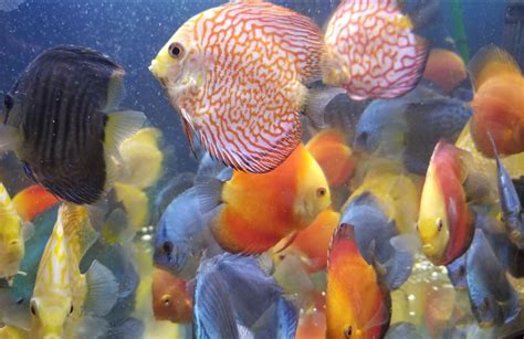Archived Auction Fwdiscus1592833079 5 Assorted Discus
