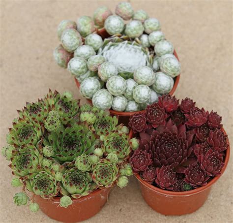 3 X Sempervivum Hens And Chicks Mother Plant In 9cm Pot Ready For Taking