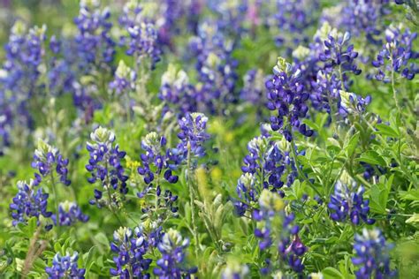 Texas Wildflower Season Is Here And Signs Point To A Longer Run