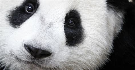 Giant Panda No Longer An Endangered Species Conservationists Say