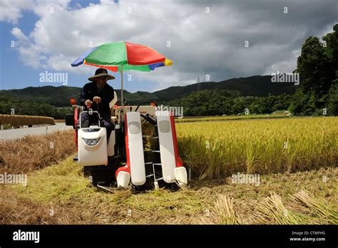 A Rice Farmer Harvests His Crop On A Hot Sunny Day In Okinawa Japan
