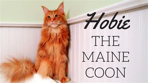 Maine coon cats were originally tabby, and tabby patterns are still among the most popular varieties, but there are also many other colors, ranging from solid give your cat many levels of alternating platforms with this set of 3 cat wall perches. Maine Coon Cat: Meet Hobie the kitty with a big ...