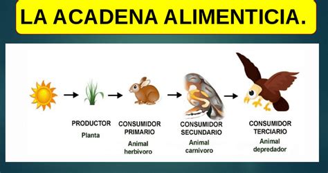 Esquema de cadena alimenticia Fotos Guía