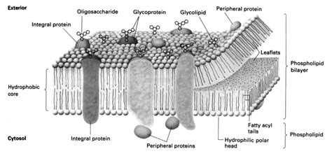 Figure A1 The Biological Membrane Download Scientific Diagram