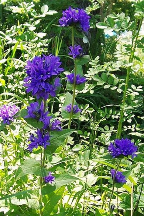 Here are 25 to choose from, each with a few tips to grow them well. 10 Best Perennial Plants For Anyone's Garden | Dengarden
