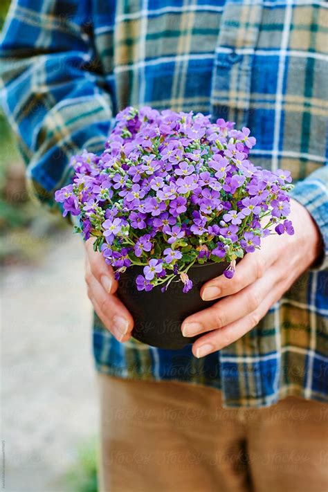 Purple Aubrieta Flowers Wallpapers Wallpaper Cave