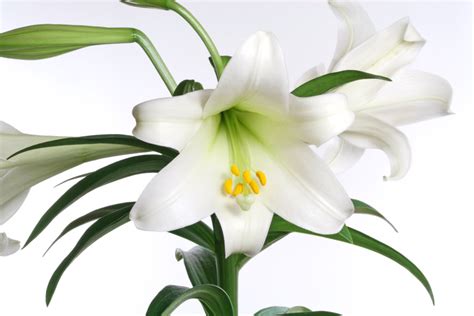 Transplant Easter Lily To The Garden This Summer For Blooms Next Year