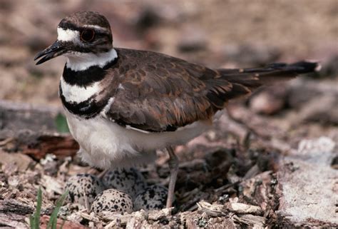 Everything You Need To Know About A Killdeer Bird Birds And Blooms