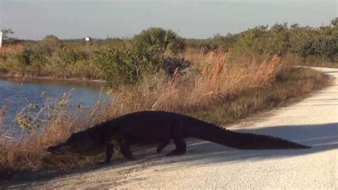 Huge Alligator Crossing The Road At Black Point Wildlife Drive Florida