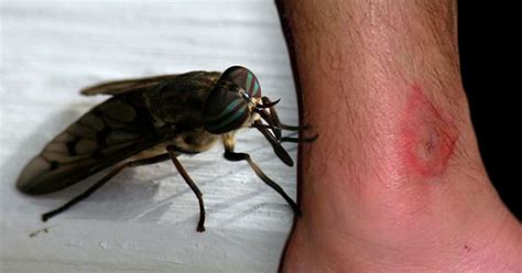 I should remind you all here to check the type of spider it is before catching it. What is a horsefly and what should I do if I get bitten by ...
