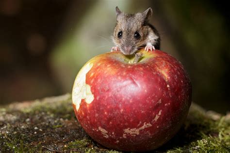 Mouse Hd Wallpaper Background Image 2560x1707