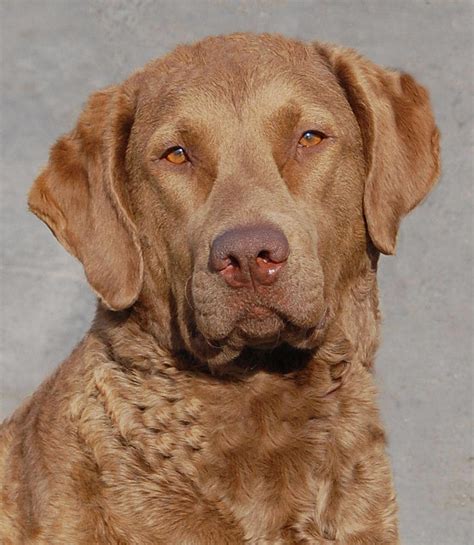 Chesapeake Bay Retriever Breed Guide Learn About The Chesapeake Bay