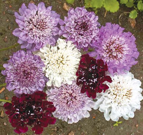 Scabiosa Imperial Mix Seeds For Organic Growing West Coast Seeds