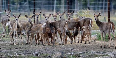 Two Cwd Infected Deer Ecaped From Wisconsin Deer Farm Puts