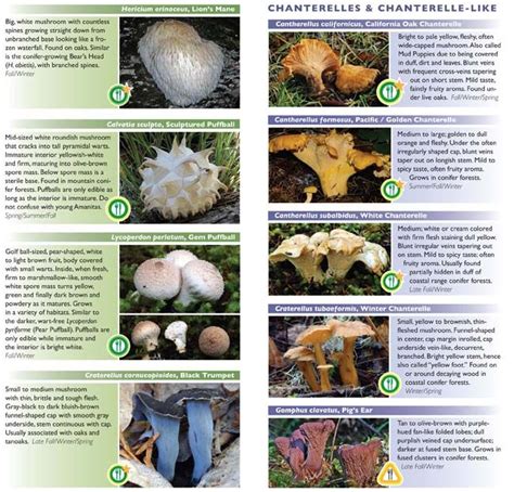 As 20 Melhores Ideias De Mushroom Identification No Pinterest