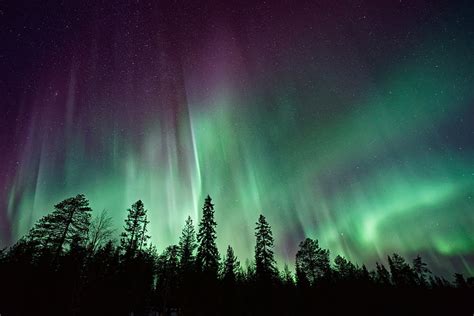 2560x1080px Free Download Hd Wallpaper Northern Lights Forest