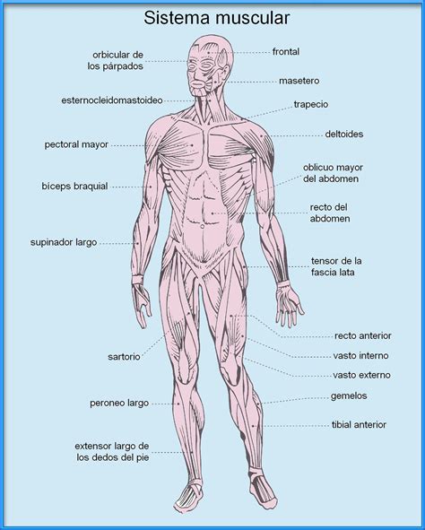 Aparatos Y Sistemas Del Cuerpo Humano Pdf Slipingamapa