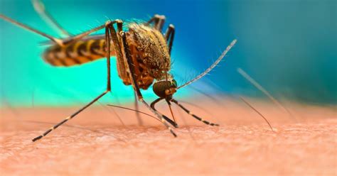 Preventing The Spread Of Malaria Pursuit By The University Of Melbourne