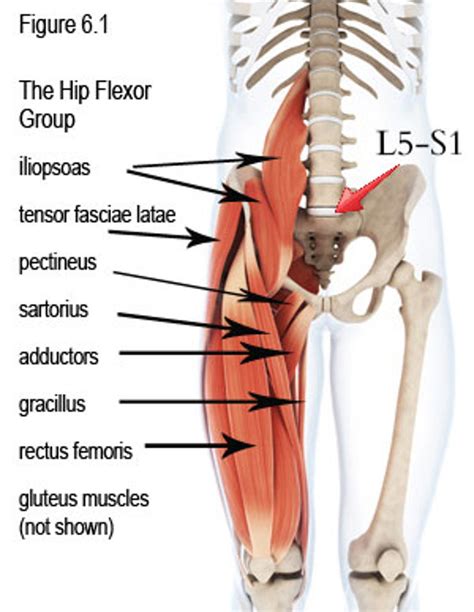 Hip Flexor Muscles And Stretches How To Relief