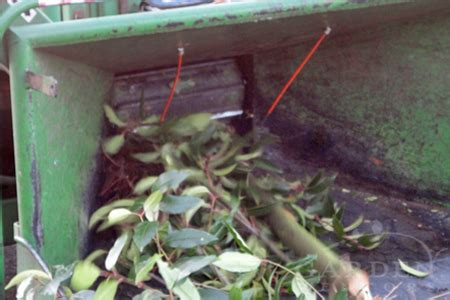 Check spelling or type a new query. Arborist Chip Mulch Much? - Garden Mentors