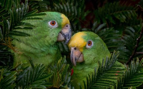 Amazon Parrot Wallpapers Top Free Amazon Parrot Backgrounds