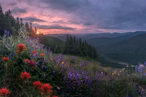 Purple Mountains Majesty The Wildflowers Of Mount Hood Oc