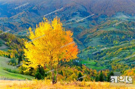 Mountain Autumn Landscape With Colorful Forest Stock Photo Picture