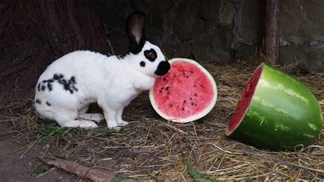 It takes 8 minutes for the plant to be ready for harvesting. Can Rabbits Eat Watermelon? - SimplyRabbits - Rabbit care