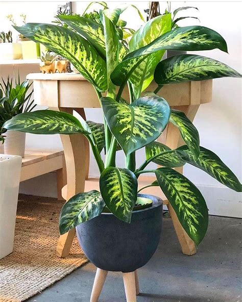 60 Beautiful Indoor Plants Design In Your Interior Home House Plants