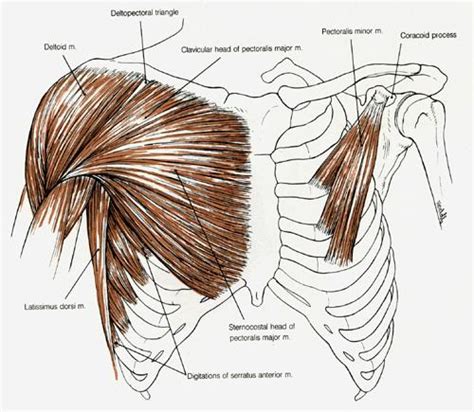 Muscles Of The Chest And Upper Back