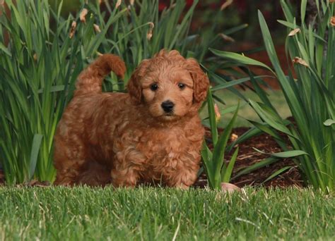 Our multigenerational australian labradoodles are $2850.00. Frequently Asked Questions | Mountain View Labradoodles