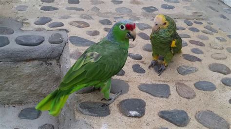 Perroquets De Lhostal Quetzal Dorado Eco Lodge Tayrona Youtube