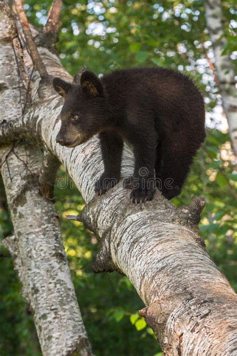 Young Black Bear Ursus Americanus Looks Right From Tree Branch Stock