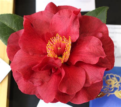 Florez Nursery 7 Red Camellias