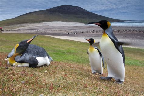 Falkland Island Penguins Enjoy Time On The Beach