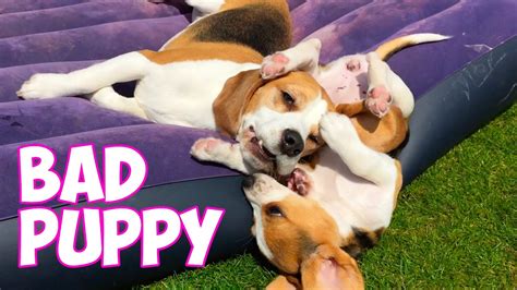 Adorable Beagle Puppy Marie Vs Big Brother Louie The Beagle Youtube
