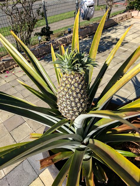 Growing Pineapples In Sydney The Grantham Gardener